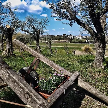 The Olive Grove In Tuscany Holiday home Toiano