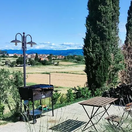 The Olive Grove In Tuscany *